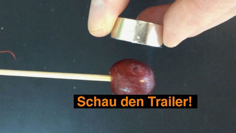 Experiment: Sind Weintrauben magnetisch